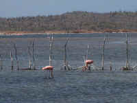 20030301Flamingos2.JPG (34233 bytes)