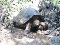 20030421GiantTurtle.JPG (56292 bytes)