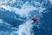 De yelloffin tuna, eerst aan de haak, en vervolgens gedood met de speargun