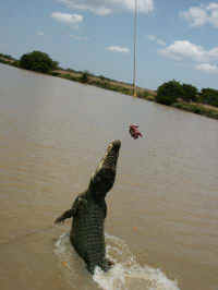 Jumping croc