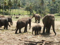 Elephant Orphanage