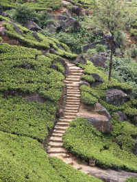 Theeplantages in het binnenland van Sri Lanka