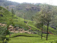 Theeplantages in het binnenland van Sri Lanka